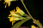 Wreath goldenrod